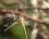 Sympetrum fonscolombii - femelle