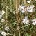 Aster maritime (aster tripolium)