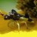 Punaise embusquée (Phymata americana)