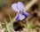 Violette suave - sous réserve