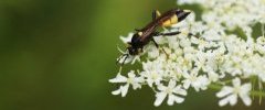 Ichneumon stramentor 1