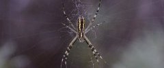 Argiope sp 2