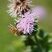 Abeille domestique