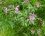 Lychnis fleur de coucou (silène flos cuculi)