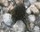 Morille noire (morchella elata)