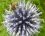 Boule azurée (Echinops sphaerocephalus)