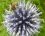 Boule azurée (Echinops sphaerocephalus)