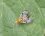 Xyphosia miliaria