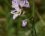 Syrphe sp. sur fleur de Cardamine des prés