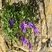 Campanule des murailles