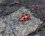 Endomychus coccineus