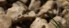 Bombyle sp