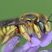 Abeille cotonière (Anthidium manicatum) femelle