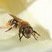 Genus Andrena
