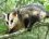 Didelphis albiventris