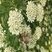 Apis mellifera