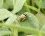 Harmonia axyridis - forme novemdecimsignata