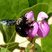 Abeille solitaire