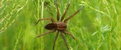 Dolomedes