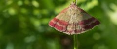 Noctuelle couleur de bronze Phytometra viridaria