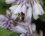 Bourdon batifolant sur une fleur d'hosta