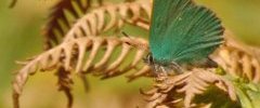 Thécla de la ronce Callophrys rubi