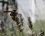 Scolie des jardins, Scolie maculata maculata ?