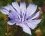 Fleur de chicorée