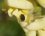 Petite cétoine sur une fleur de muflier