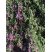 Inconnue des jardins publics