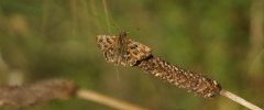 La Grisette Carcharodus alceae sous réserve