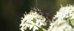 Ichneumon sp