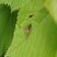 Chrysotoxe prudente
