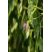 Herbe à Robert