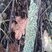Lichen squamuleux