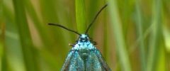 05 jun 19 prairie PN Cranic Adscita sp femelle