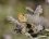 Fadet des garrigues