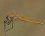 Sympetrum fonscolombii - mâle