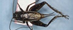 Allonemobius fasciatus 003a