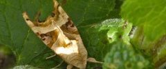 La méticuleuse Phlogophora meticulosa