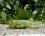 Grande sauterelle verte (Tettigonia viridissima)