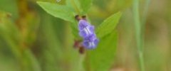 Scutellaire à casque Scutellaria galericulata sous réserve