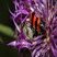 Clairon des abeilles
