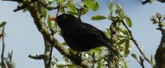 Merle noir. Turdus merula.