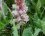 Orobanche du panicaut