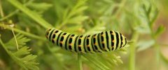 PAPILIO MACHAON 2012 06 19 0006