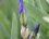 Iris nain - variante bleue