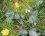 Populage des marais (Caltha palustris)