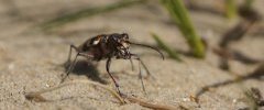 Cicindelle sp 2