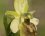 Ophrys verdissant